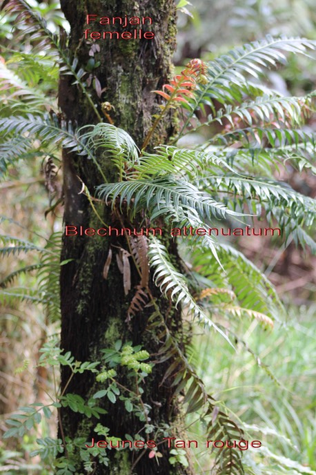 Blechnum et Tan rouge sur le stipe d'un Fanjan femelle