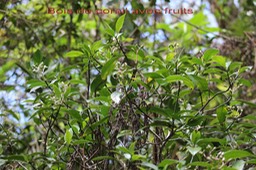 Bois de corail avec fruits