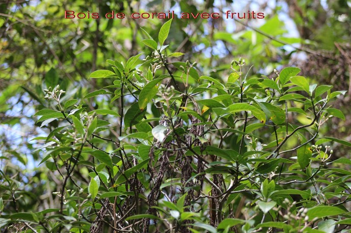 Bois de corail avec fruits