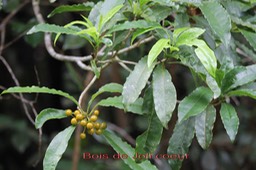 Bois de Joli coeur- Pittosporum senacia - Pittosporacée - I
