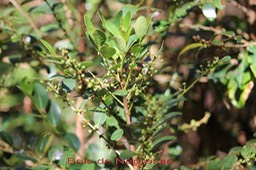 Bois de Négresse - Phyllanthus phyllireifolius - Phyllanthacée - B