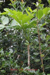 Bois de papaye- Polyscias repanda- Araliacée - B