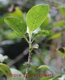 Bois de piment ou Bois de rat - Geniostoma borbonicum - Loganiacée - Masc