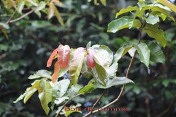 Bois de pomme