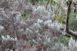 Branle blanc- Stoebe passerinoides- Astéracée - B