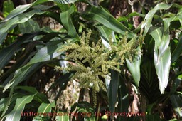 Canne marron - Cordyline mauritiana -Laxmanniacée- Masc