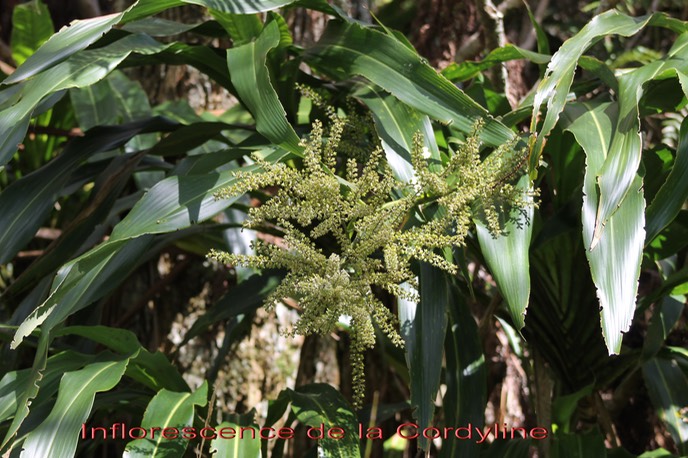 Canne marron - Cordyline mauritiana -Laxmanniacée- Masc