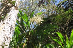 Canne marron Cordyline mauritiana  LAXMANNIACEE EM inflorescece IMG_1367