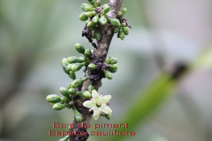 Cauliflorie chez le Bois de Piment