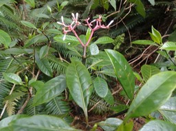 Chassalia Boisde corail Rubiaceae Fleurs  DSC08760
