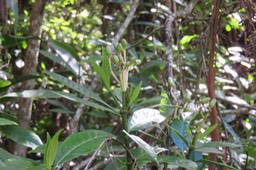 Chassalia gaertneroides IMG_1387