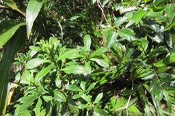 Chassalia gaertneroides IMG_1388
