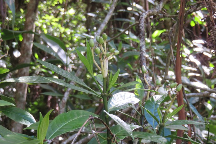 Chassalia gaertneroides IMG_1387