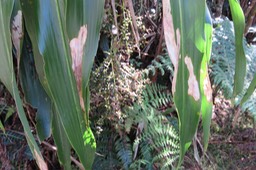  Cordyline mauritiana Canne marron LAXMANNIACEE Indigène Fruits IMG_1389