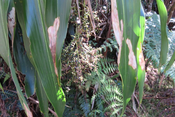  Cordyline mauritiana Canne marron LAXMANNIACEE Indigène Fruits IMG_1389