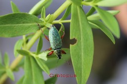 Cratopus-6