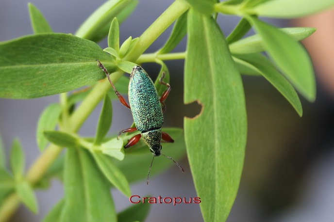 Cratopus-6