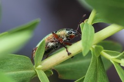 Cratopus