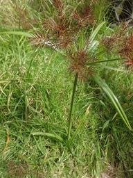 Cyperus Tige triangulaire DSC08710