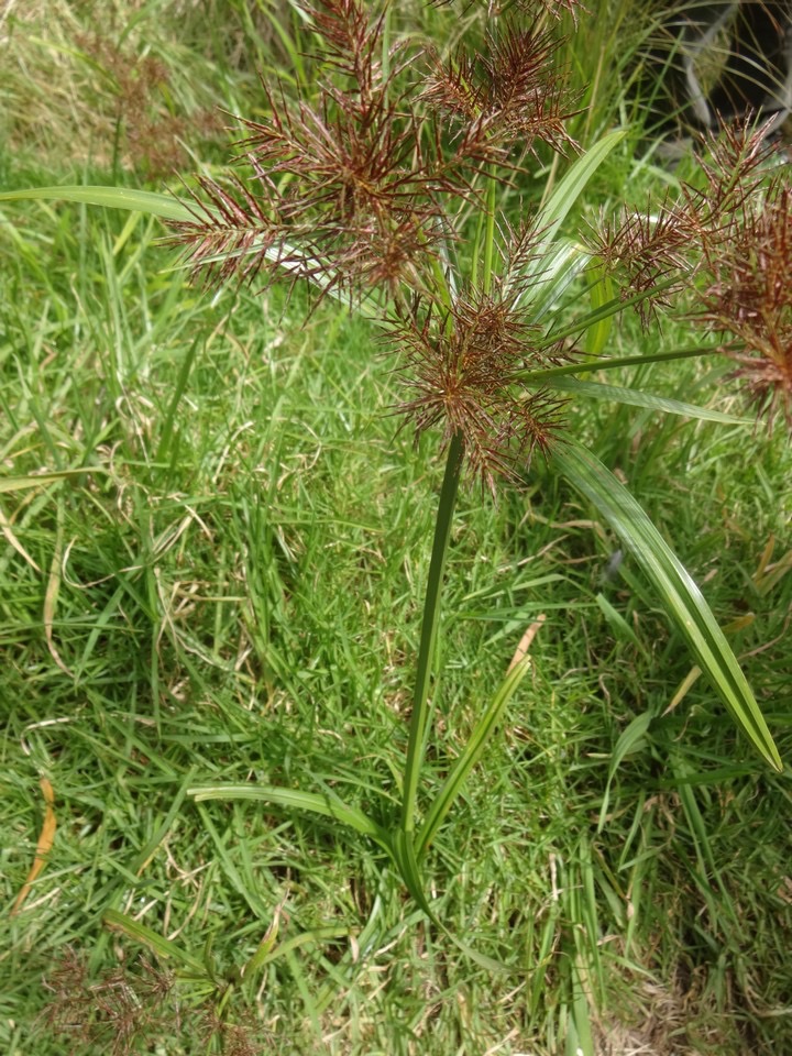 Cyperus Tige triangulaire DSC08710