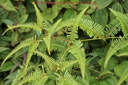 Dicranopteris linearis - Gleicheniacée - I