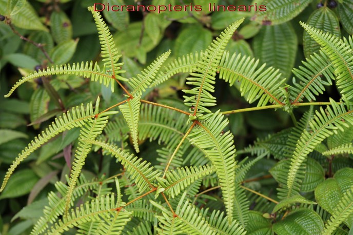 Dicranopteris linearis - Gleicheniacée - I
