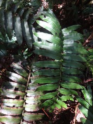 Diplazium proliferum DSC08656