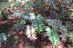 Diplazium proliferum IMG_1380