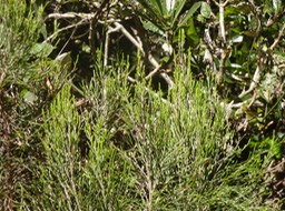 Erica arborescens Branle filao DSC08678