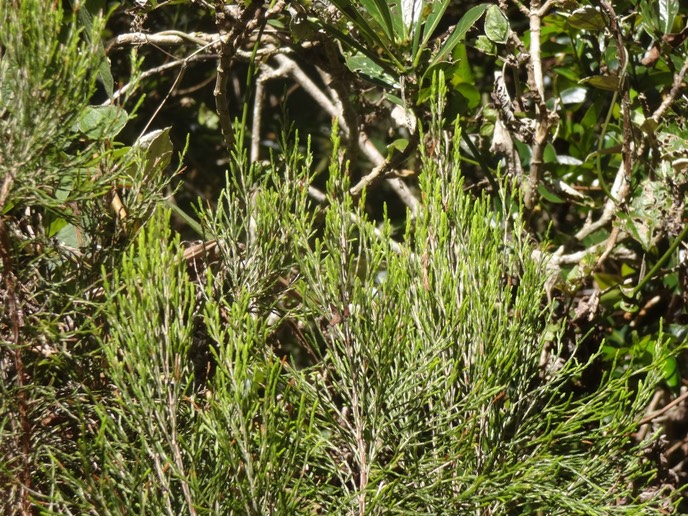 Erica arborescens Branle filao DSC08678