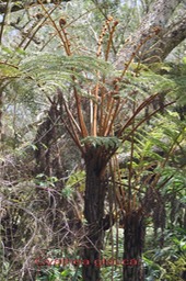 Fanjan femelle-  Cyathea glauca- Cyatheacée - B