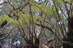 Fanjan femelle- Cyathea glauca - Cyathéacée - B