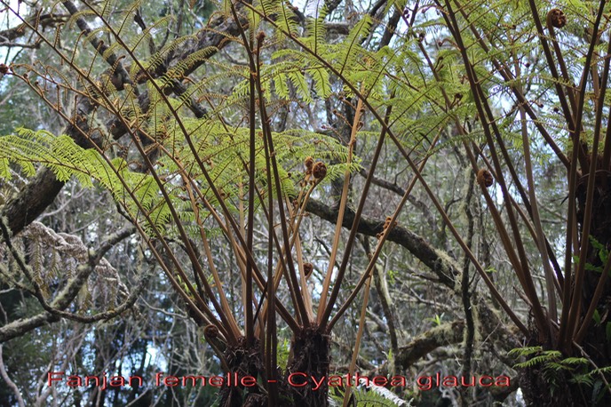 Fanjan femelle- Cyathea glauca - Cyathéacée - B