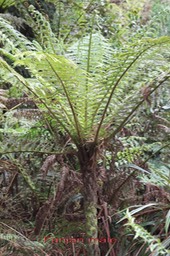 Fanjan mâle - Cyathea borbonica - Cyatheacée -I