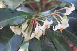 Fleurs du Bois de Noël IMG_1402