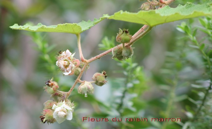 Fleurs du raisin marron- Rubus alceifolius - Rosacée - exo