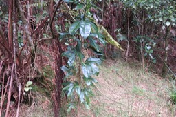  Melicope obtusifolia Catafaille Gros patte poule RUTACEE Endémique IMG_1391