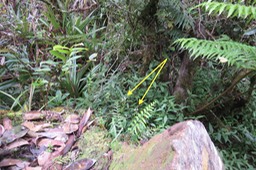 Minuscules orchidées IMG_1400
