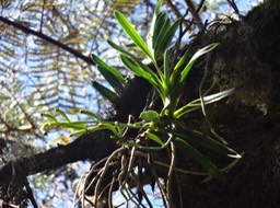 Orchidée Fruits DSC08662