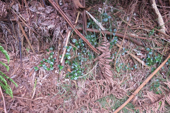 Peperomia elliptica E IMG_1392