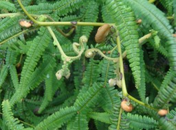 SticherusDSC08707