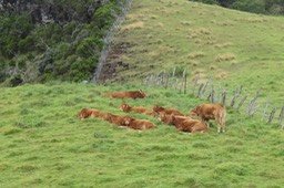 8 Les vaches limousines (tour de l'œil blanc)