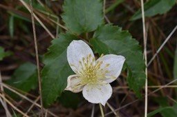 Liane Marabit - Clematis mauritiana - RANUNCULACEAE - Mascareignes