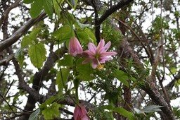 Passiflore banane ou Tété boeuf - Passiflora tripartita - PASSIFLORACEAE - EE