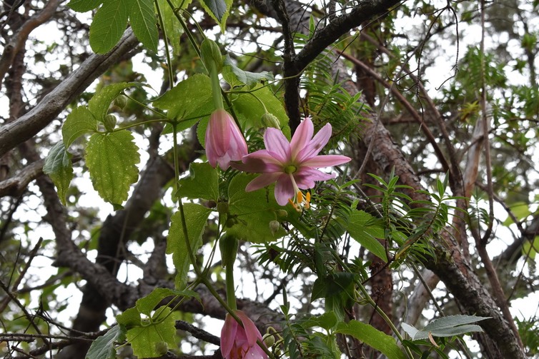 Passiflore banane ou Tété boeuf - Passiflora tripartita - PASSIFLORACEAE - EE