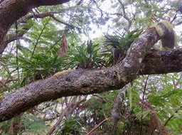 6. Angræcum sp. sur Sophora denudata très vieux