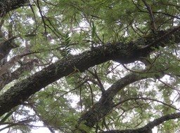 7. Orchidées sur très vieux Sophora denudata