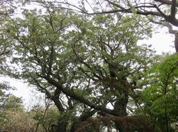 8. Vieux Sophora denudata