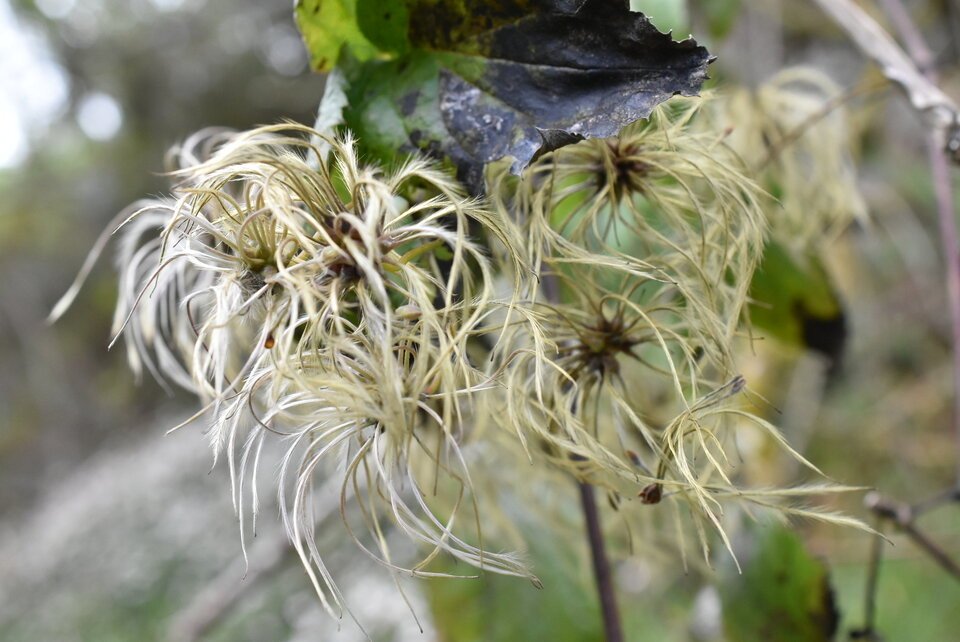 Clematis_mauritiana_Fruits_Liane_Marabit_RANUNCULACEAE_Reunion_Maurice_Madagascar_MB3_0084