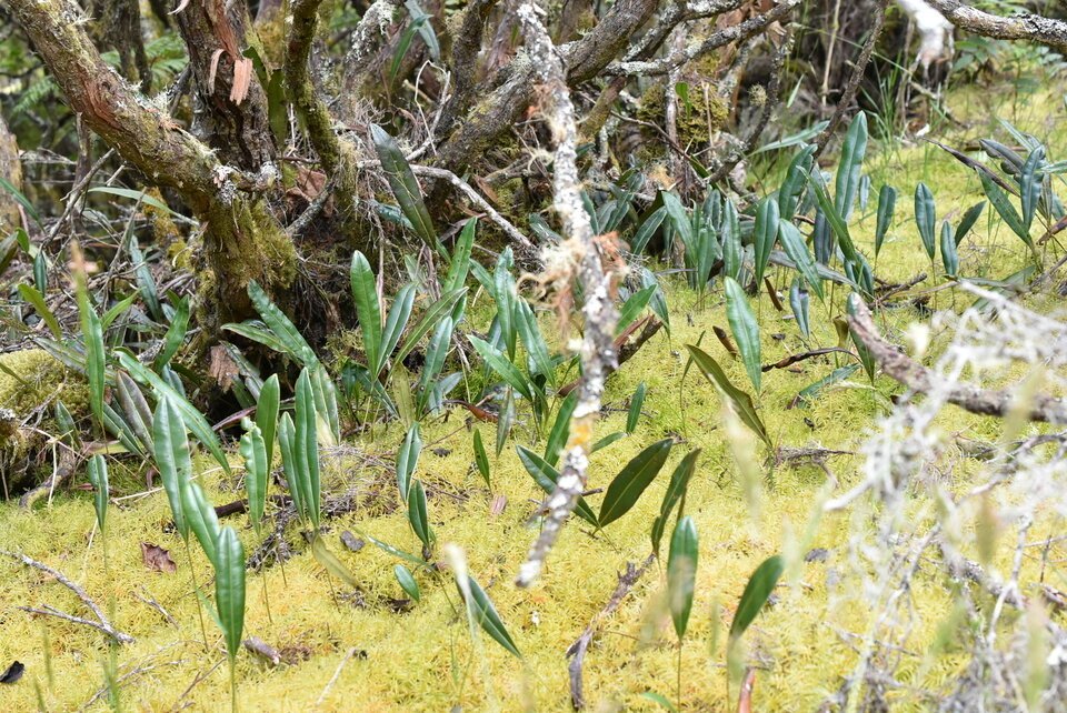 Elaphoglossum_angulatum_DRYOPTERIDACEAE_Indigene_Reunion_MB3_0080